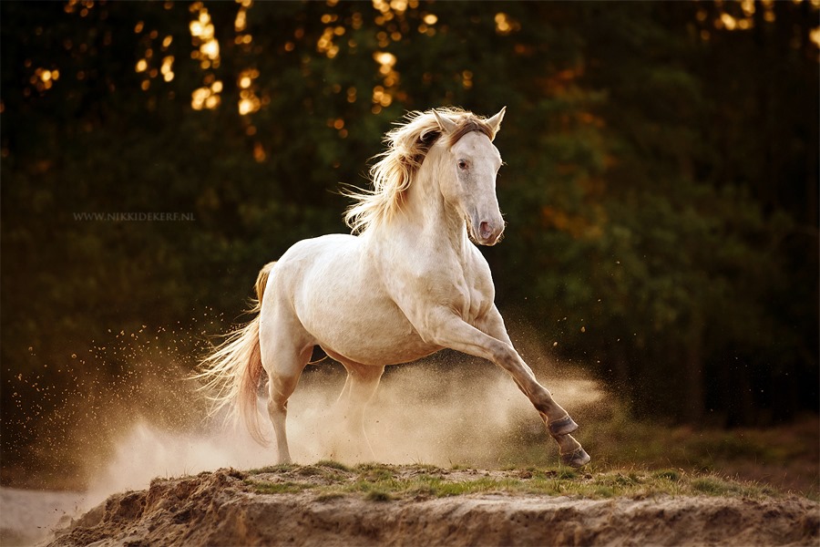 @Nikki de Kerf - Equine Photographer